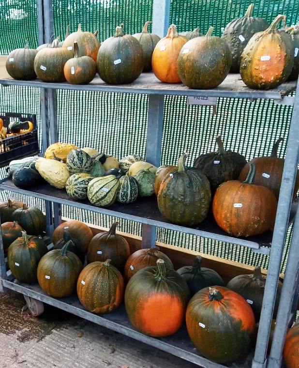 Stancombe Beech Farm Shop pumpkins